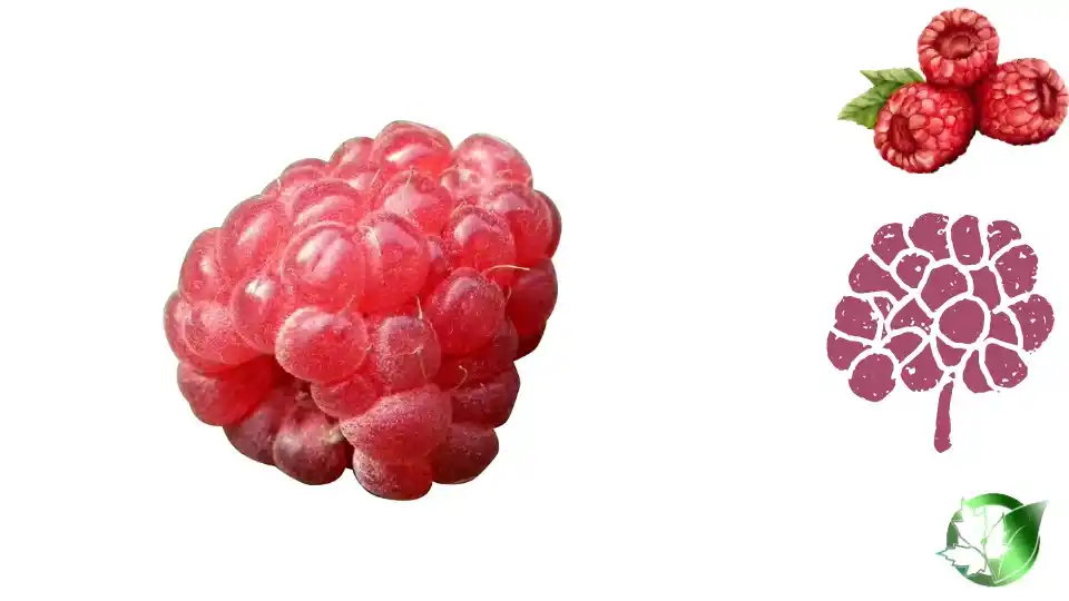 Exporter evaluation for Frozen Raspberries should cover specification, packaging, trade documentation, logistics, and complete delivered expense.